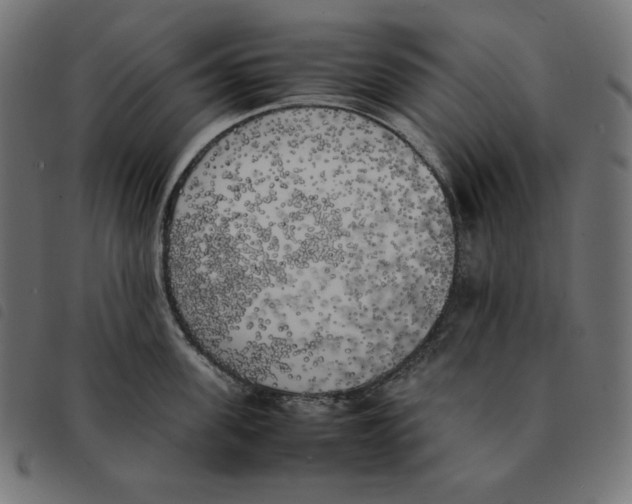 X0000092330955200710121531