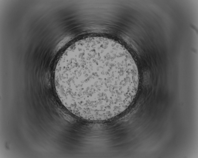 X0000092330970200710121530