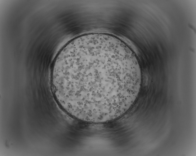 X0000092331006200710121530