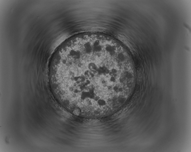 X0000092331071200710121529