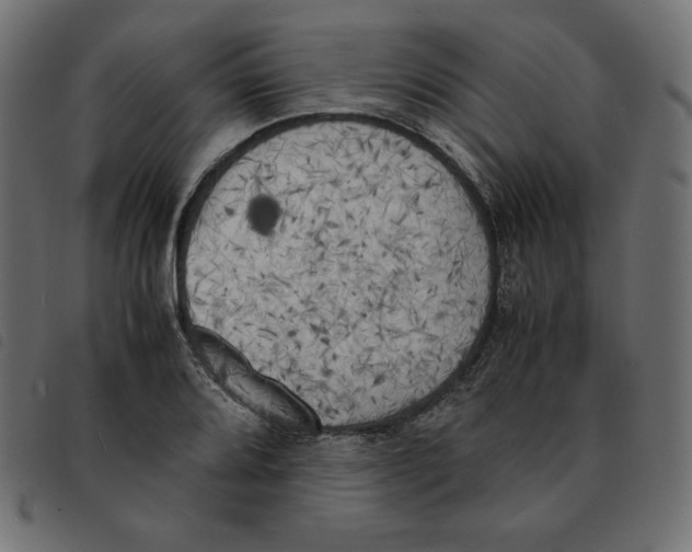 X0000092331080200710121529