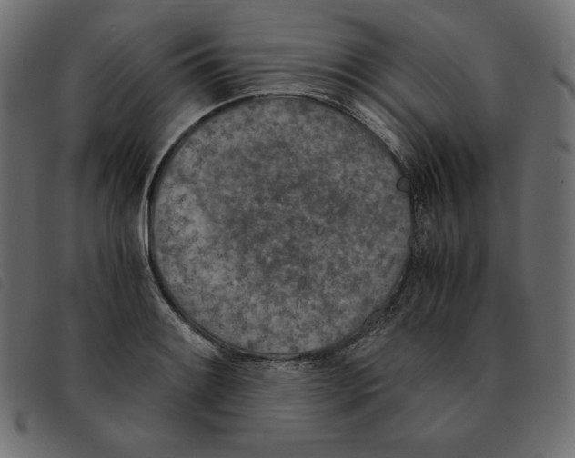 X0000092331084200710121529