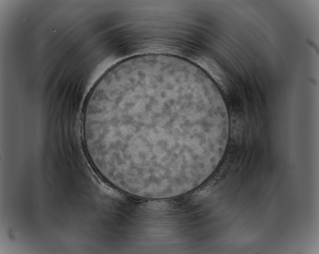 X0000092331094200710121529