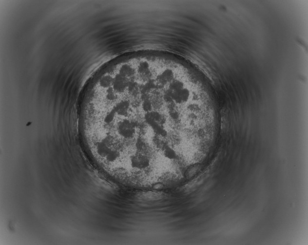 X0000092331117200710121528