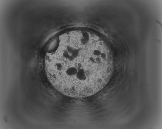 X0000092331255200710121526