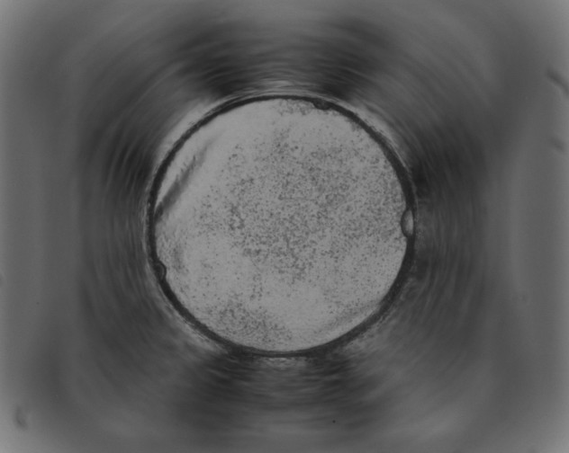X0000092331333200710121526