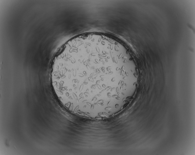 X0000092331367200710121525