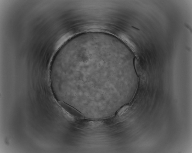 X0000092331384200710121525