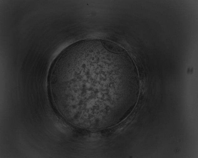 X0000093090196200710031445