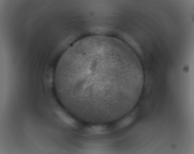 X0000093090065200710101526