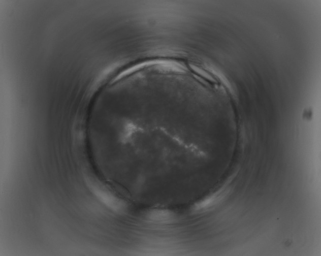 X0000093090203200710101524