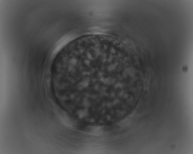 X0000093090295200710101523