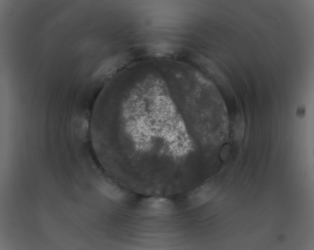 X0000093090427200710101521