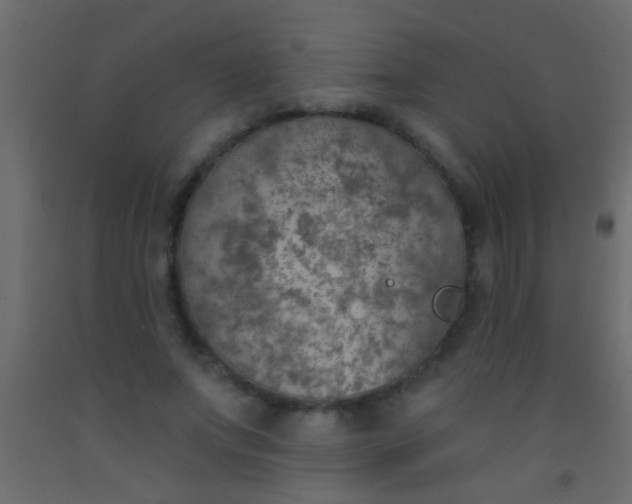 X0000093090687200710101517