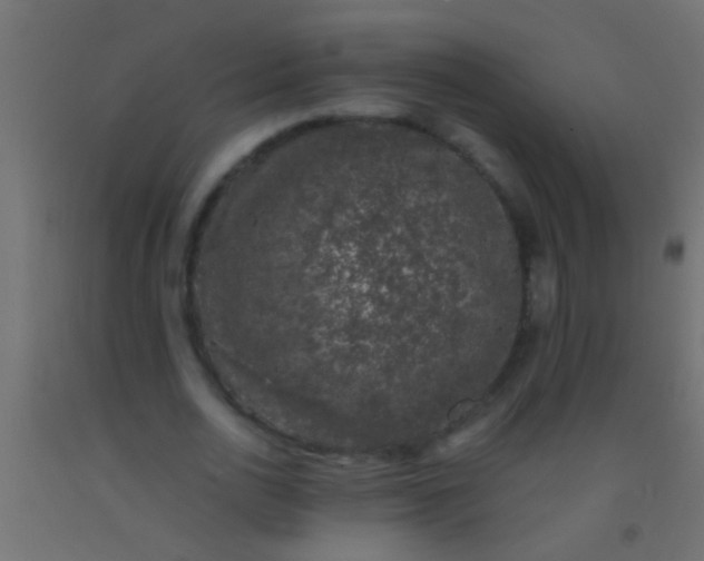 X0000093090726200710101516