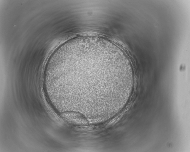 X0000093090049200710241209