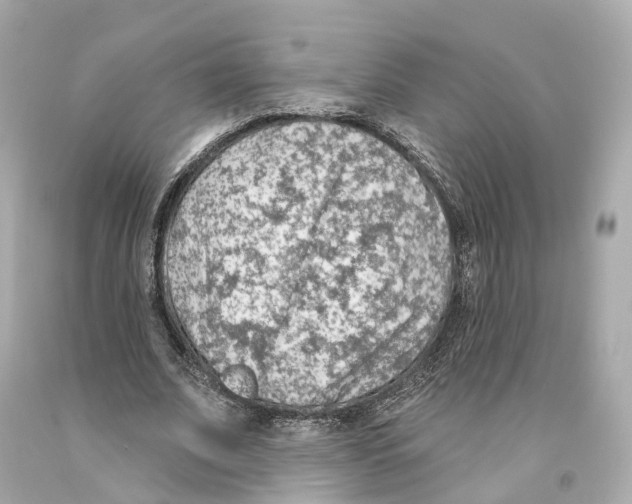 X0000093090679200710241201