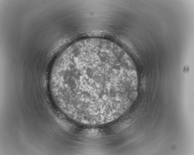 X0000093090687200710241201