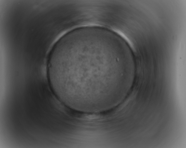X0000093101460200710031821