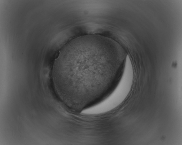 X0000093100219200710101545