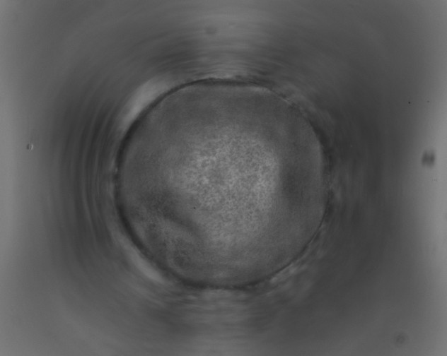 X0000093100242200710101544