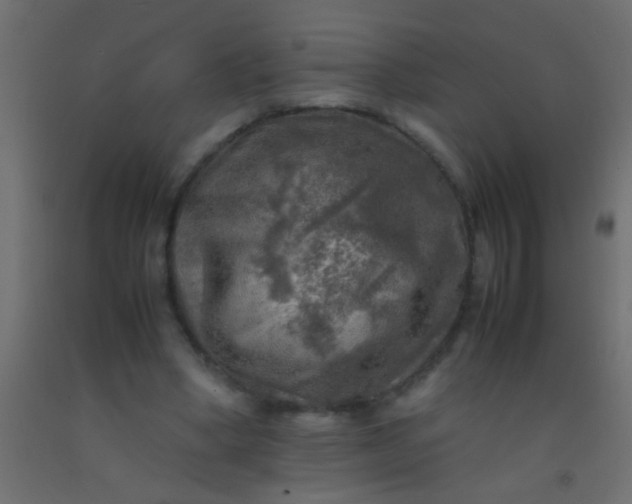 X0000093100394200710101542