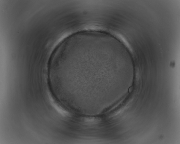 X0000093100439200710101541