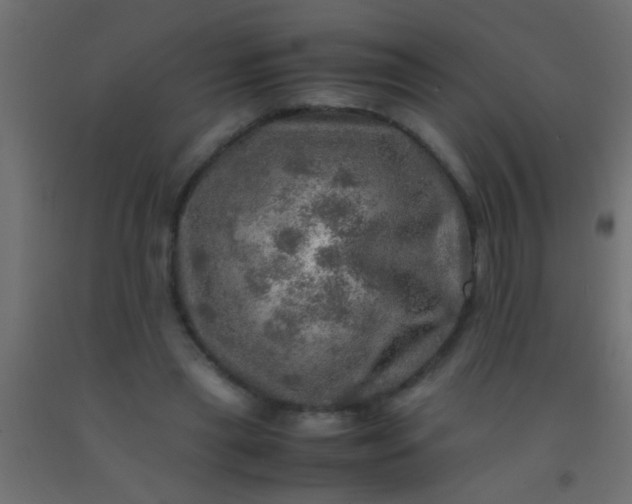 X0000093100445200710101541