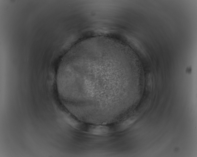 X0000093100463200710101541