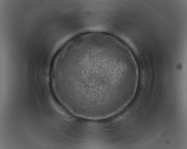X0000093100486200710101541