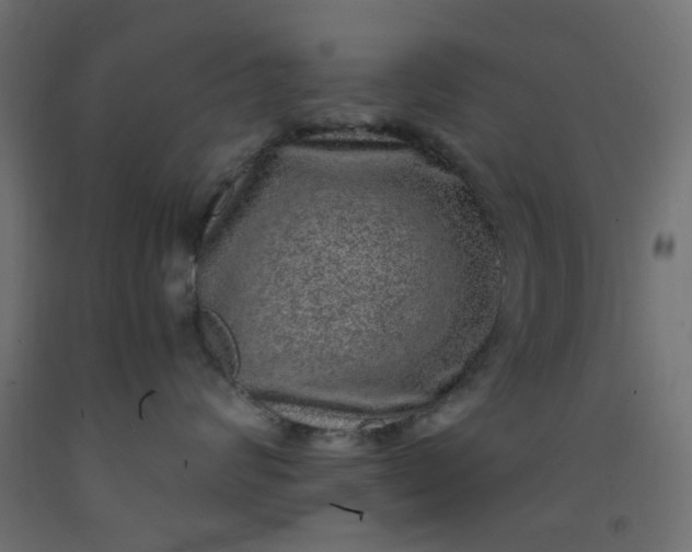 X0000093100624200710101539