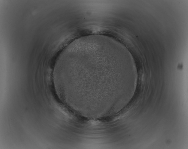 X0000093100650200710101539