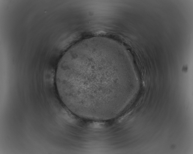 X0000093100664200710101539