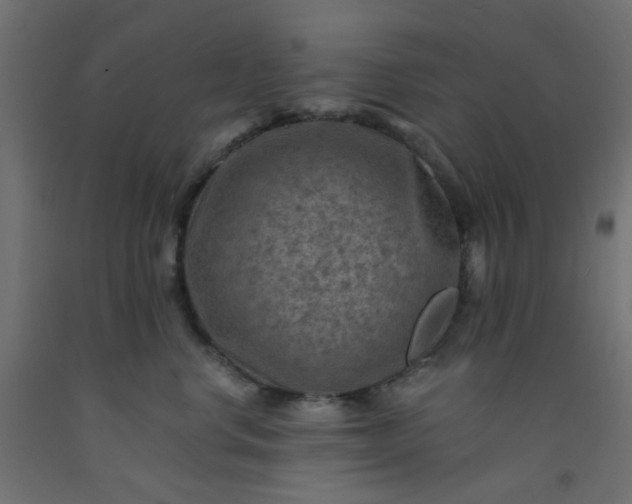 X0000093100668200710101539