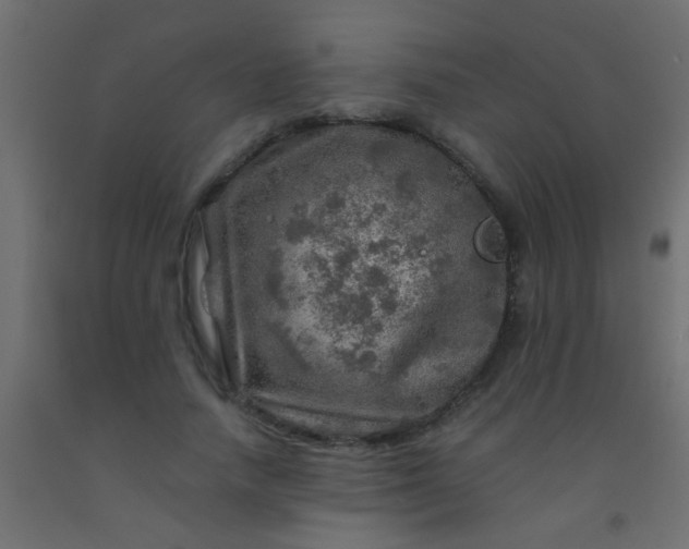 X0000093100738200710101537