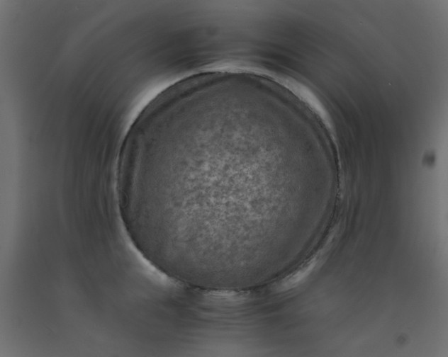 X0000093100855200710101536