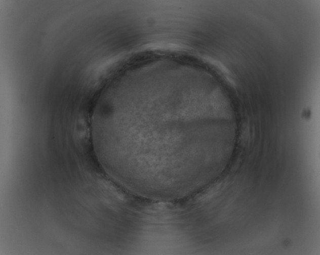 X0000093100966200710101534