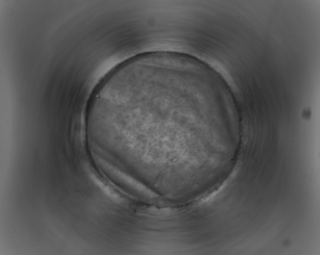 X0000093100982200710101534