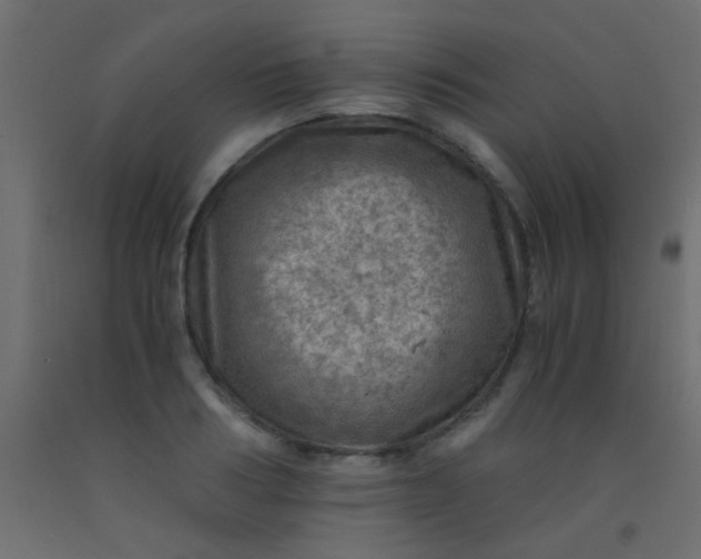X0000093100986200710101534