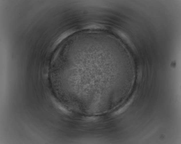 X0000093101017200710101533