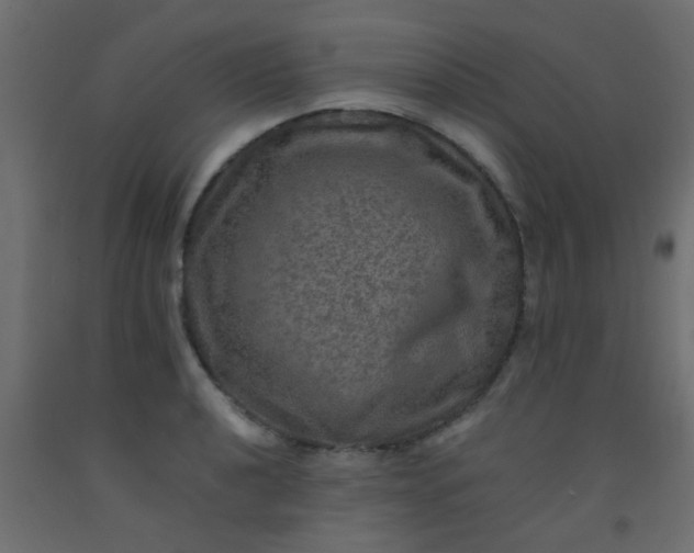 X0000093101040200710101534