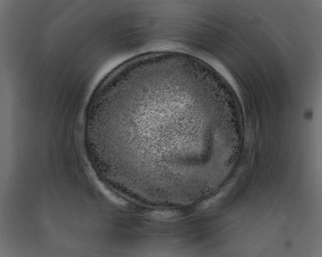 X0000093101053200710101534