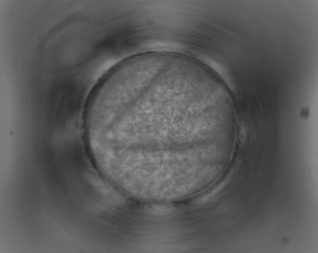 X0000093101074200710101533