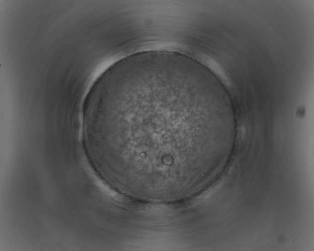 X0000093101079200710101533