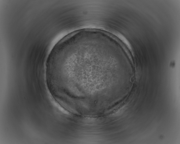 X0000093101096200710101533