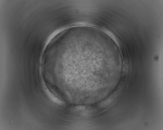 X0000093101098200710101533