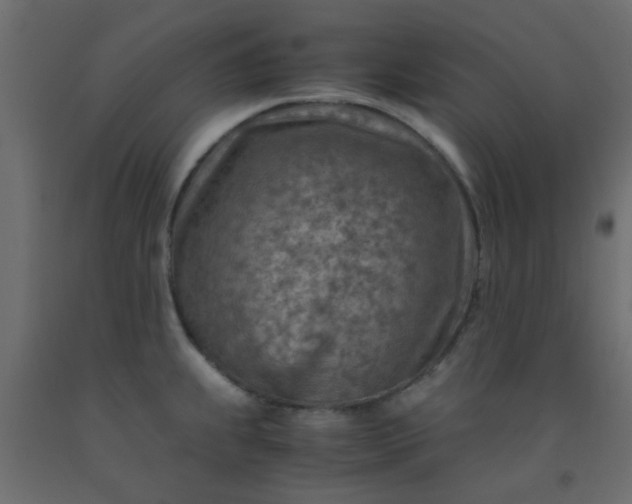 X0000093101239200710101531