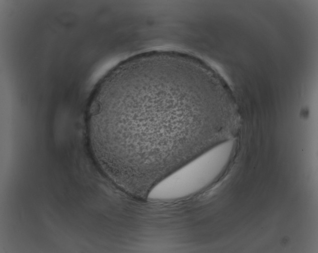 X0000093101263200710101530