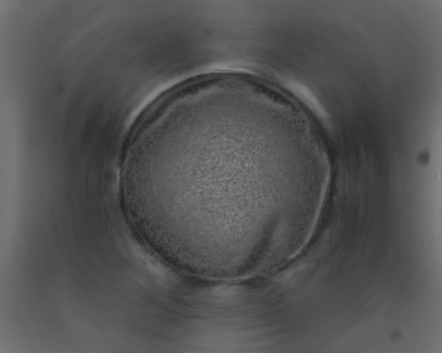 X0000093101268200710101530
