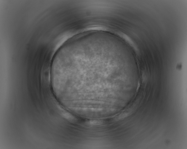 X0000093101274200710101530